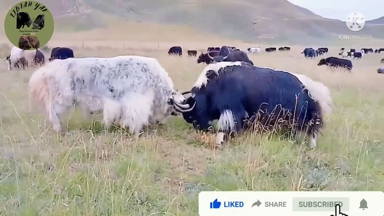 Amazing Yak fighting with beautiful Snowed place