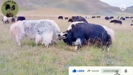 Amazing Yak fighting with beautiful Snowed place