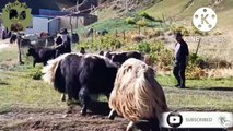 Grey Yak VS Black Yak Fight (they have their own style )