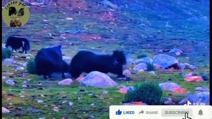 Wild Yaks are Great and So Wild