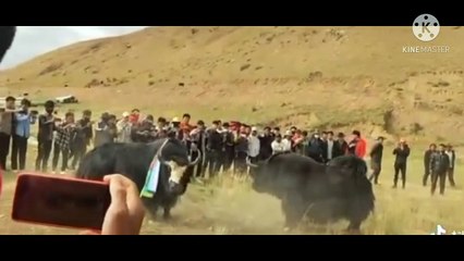 TIBETAN YAK FIGHT #tibetan #yak#fight
