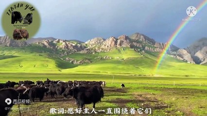 WILD YAKS Vs DOMESTIC YAK FIGHTING