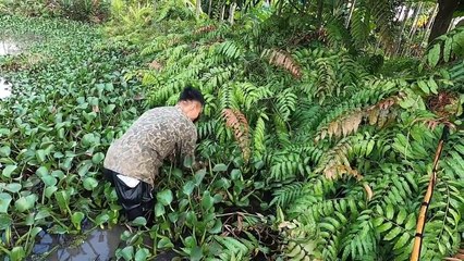 Kích Cá Lóc Khổng Lồ Ẩn Mình Dưới Ao Bèo Săn Mồi