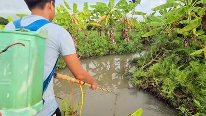 Đuổi Kích Cặp Cá Khủng Hóng Nước Lên Đẻ   Thú Vui 3 Miền