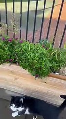 'Famous' Southsea cat Louis has become struck down with a mystery illness as his owners are searching for answers