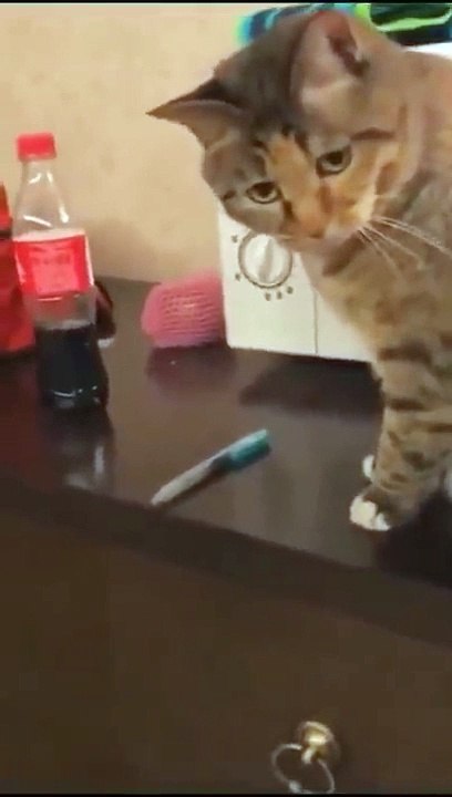 Cute and funny cats