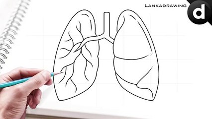 how to draw human organs lungs simple and easy
