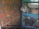 Visite cave appartement roanne appart à vendre vendu en benef par zetrader