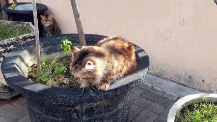 My cats are playing together in the yard.