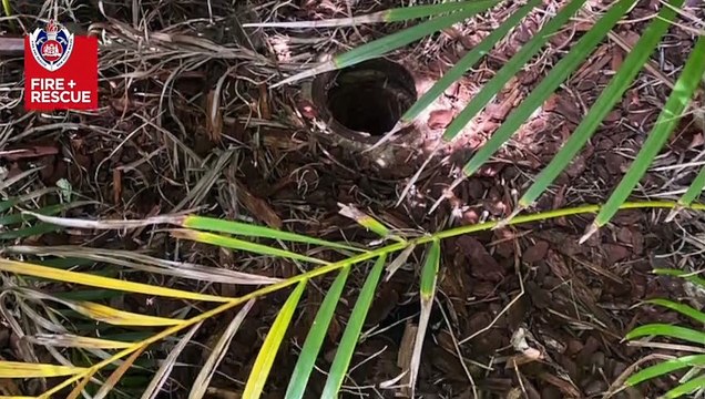 Lake Macquarie firefighters rescue a puppy stuck down a drain | Newcastle Herald | November 11, 2022