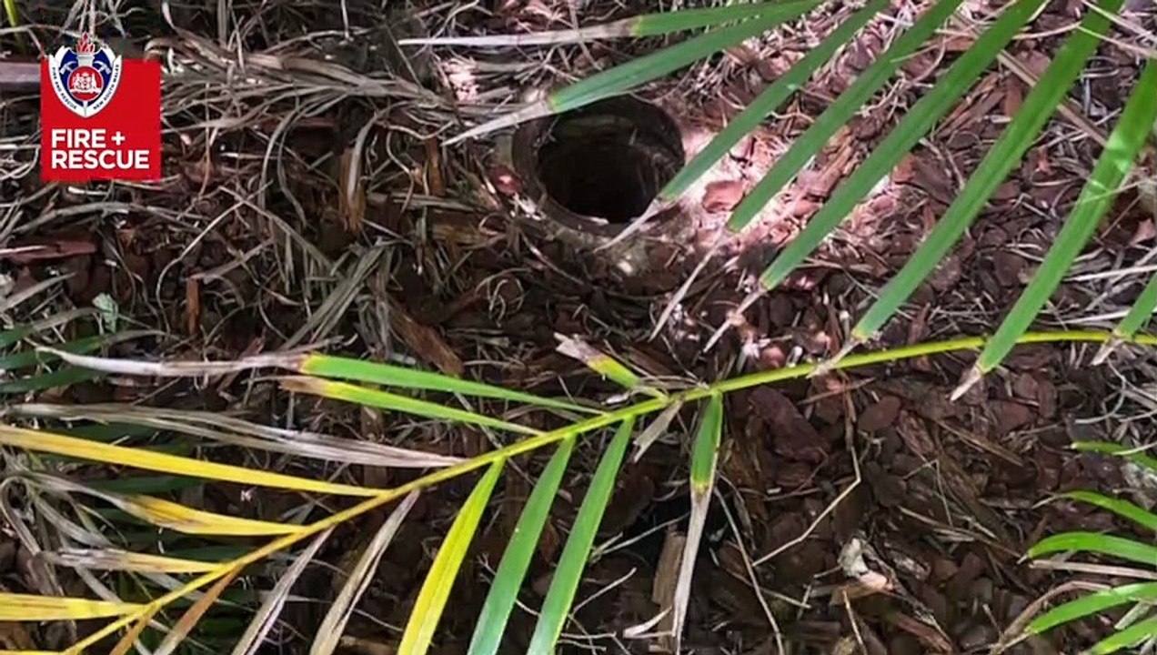 Lake Macquarie firefighters rescue a puppy stuck down a drain | Newcastle Herald | November 11, 2022