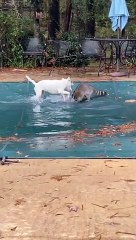 Raccoon and Pup Play On Top Of Pool Tarp