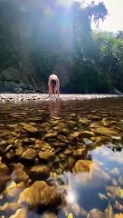Handstand In Nature - Arm Balance - @yogavidyaschool