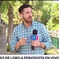 Şili'de papağan bölgedeki soygunları anlatan muhabirin kulaklığını çaldı
