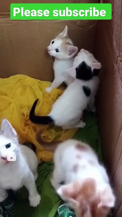 Cutest New Born Kittens you have to see#kittens #newbornbaby