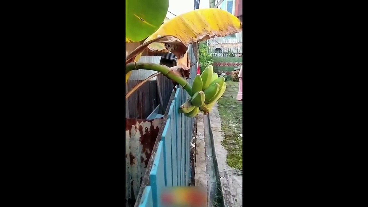 ASUPAN PEMERSATU BANGSA VIDEO LUCU YANG ADA DI BUMI - RANDOM KRINJZ #ADS15