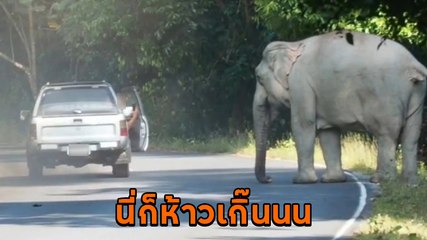 อย่าหาทำ ! กระบะเบิ้ลเครื่องขับยั่วยุไม่สนคำเตือน จอดรถเผชิญหน้าช้างป่าเพื่อถ่ายรูป