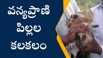 ఆదిలాబాద్: గ్రామస్తులను భయపెడుతున్న పులి పిల్లలు