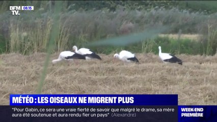 Réchauffement climatique: ces oiseaux qui retardent ou renoncent à leur migration