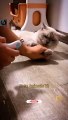 Funniest Cats  Animals Funny Videos 2022 | Cat Videos | Cute Animals Yt