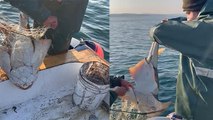 Çanakkale'de yakalanan nesli tehlikedeki 'keler' cinsi köpek balığı denize bırakıldı