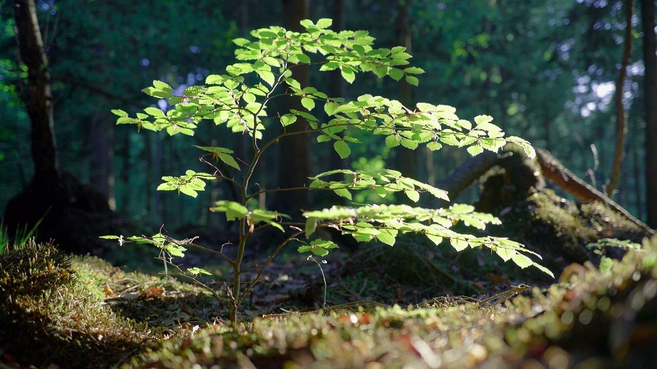 Guided Meditation on Embracing Happiness and Contentment I Guided Mindfulness Meditation I