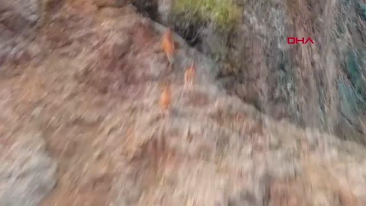 Yaban keçilerinin zorlu tırmanışları dronla ile görüntülendi