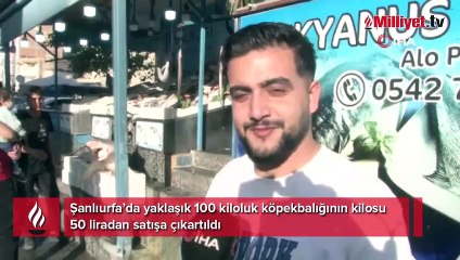 Şanlıurfa’da köpekbalığı şaşkınlığı