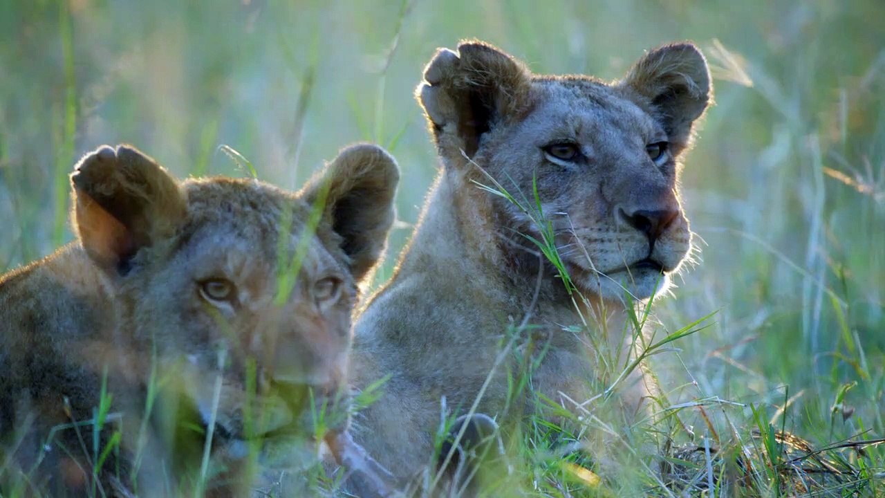 Dynasties.Lion