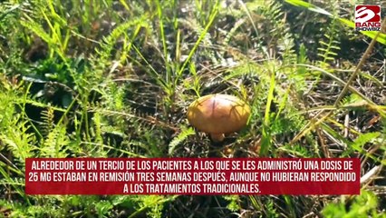 Los hongos mágicos podrían reducir la depresión