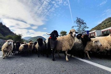 Sürülerin zorlu göç yolcuğu başladı