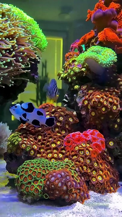 Fish in Aquascape - Red sea Aquatic