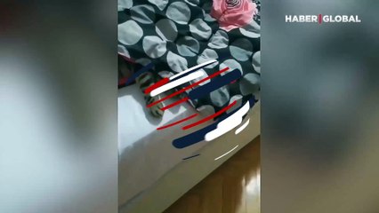 Sahibinden obezite olduğunu duyan kedinin ifadesi kahkahaya boğdu
