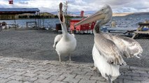 Ardahan'da balıkçı ailenin sahiplendiği iki pelikan göç etmedi