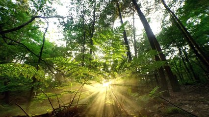 Meditation for  Loving and Kindness I  Healing the Min I Guided Mindfulness Meditation