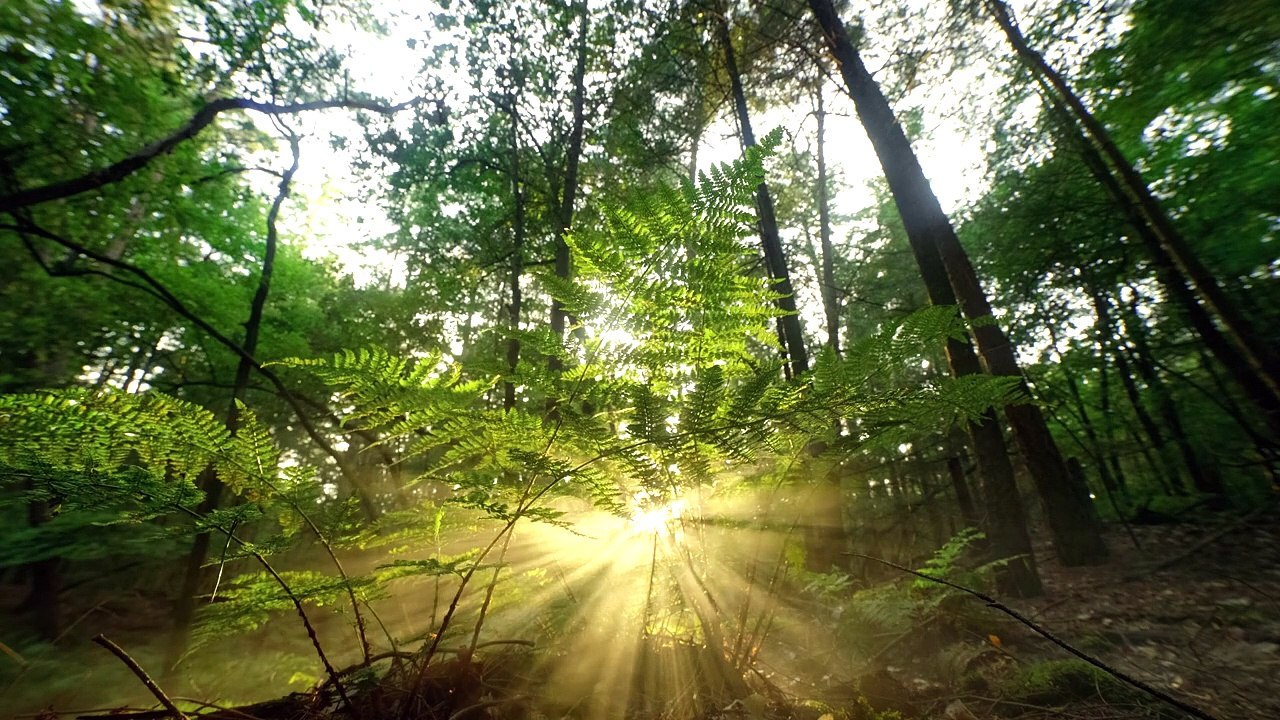 Meditation for  Loving and Kindness I  Healing the Min I Guided Mindfulness Meditation