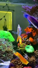 BEAUTIFUL FISH IN AQUASCAPE