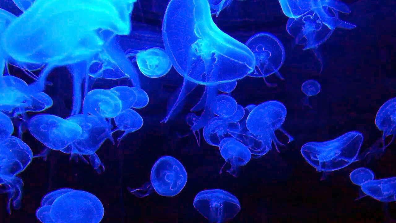 Jellyfish