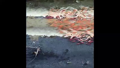 pesci rossi fiumarella vibo