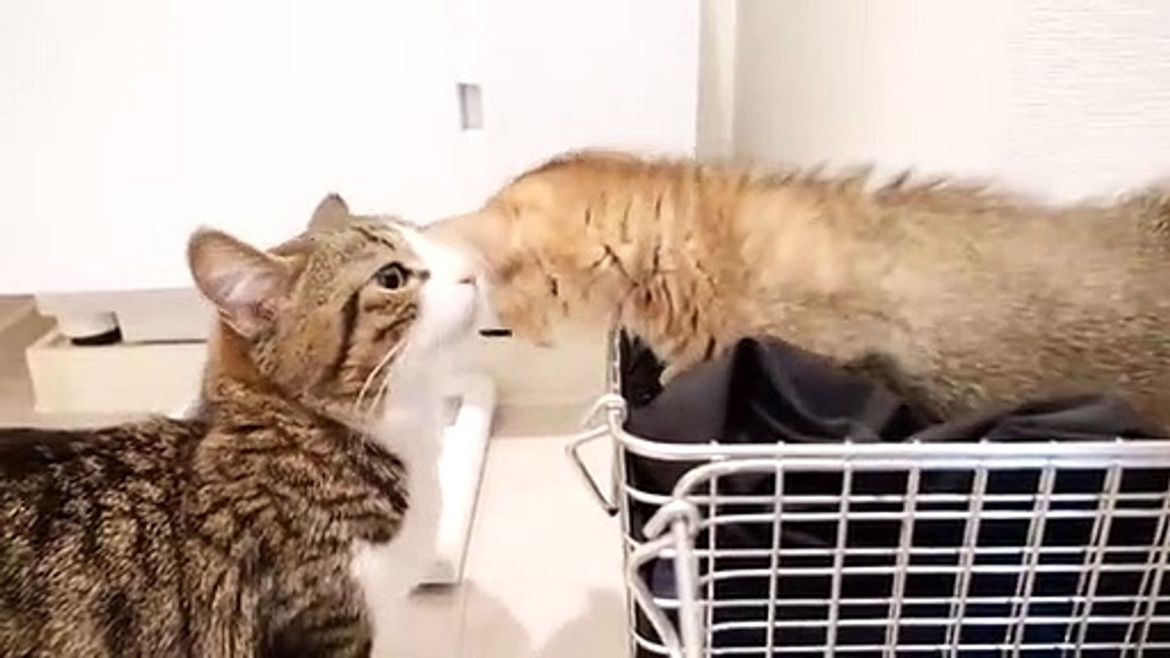 tony kitten #8