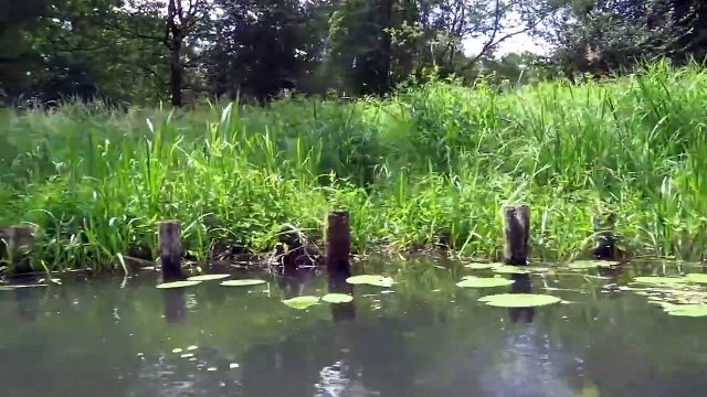 Relaksasi! Dengerin suara kicau burung perkutut eps. 8