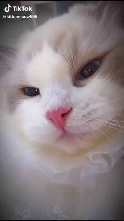 Cute Animals to Relax With When You're Anxious