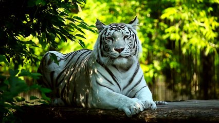 Harimaumixkit-white-tiger-resting-in-the-woods-6803-medium