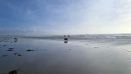Un sanglier s'invite sur une plage bretonne