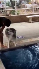 Ce pauvre chien n'aime vraiment pas l'eau