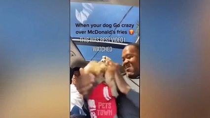 These Funny Dog Videos Will Blow Your Mind! Pets Town