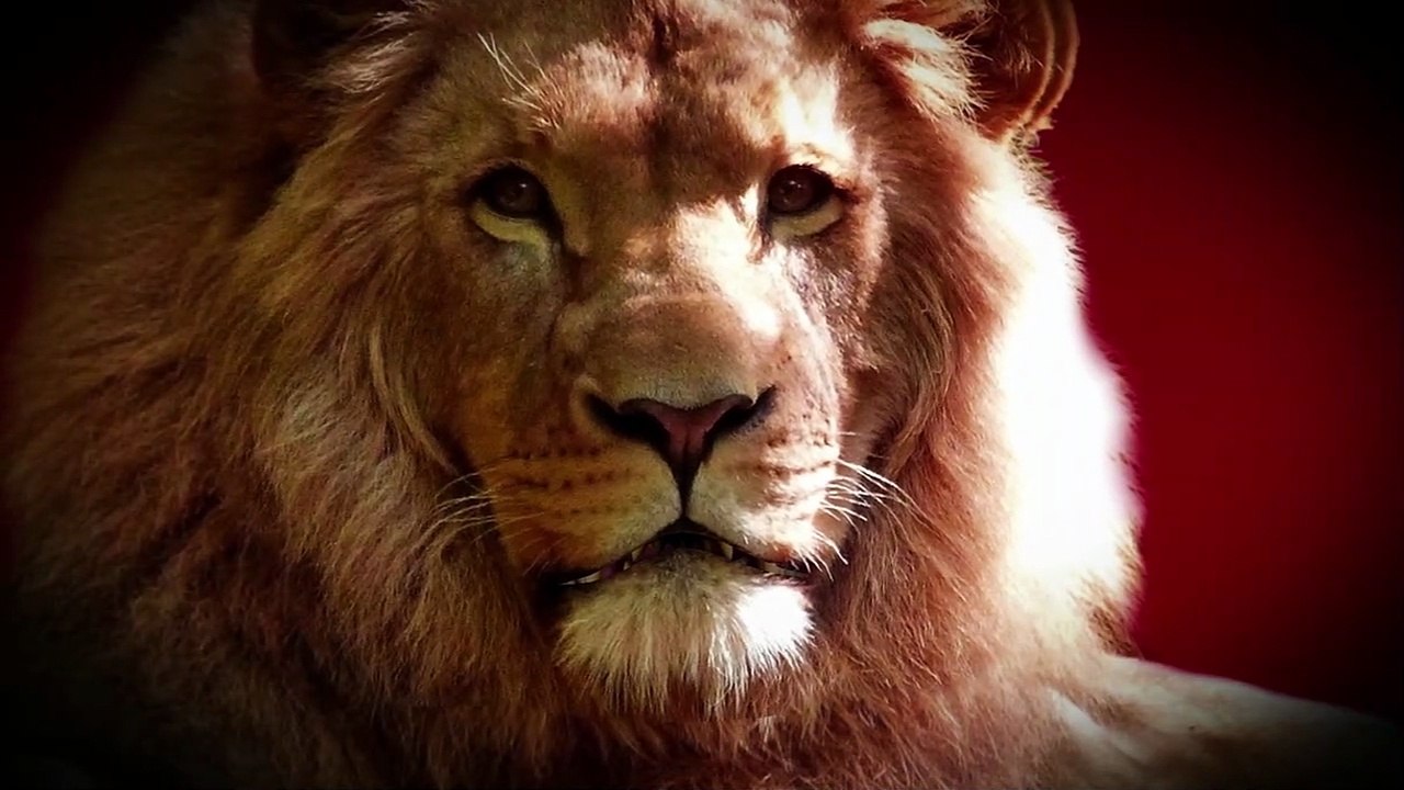 Lion - 9579