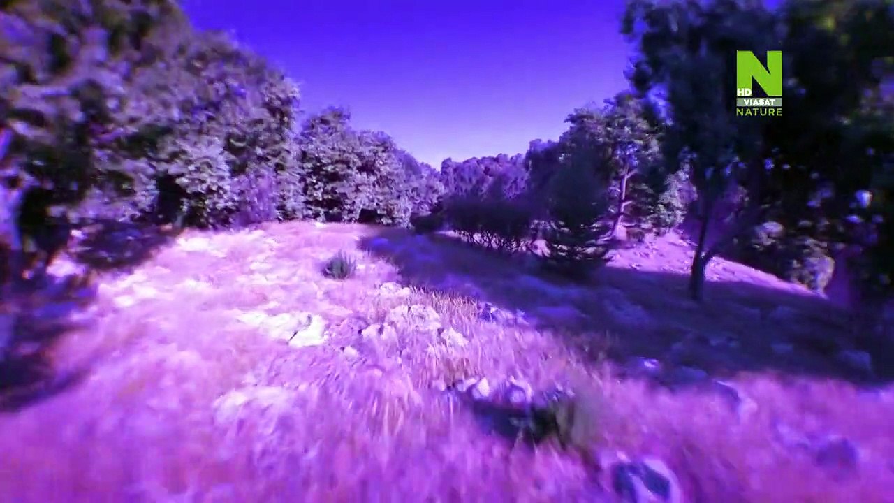 Evolve - Restore