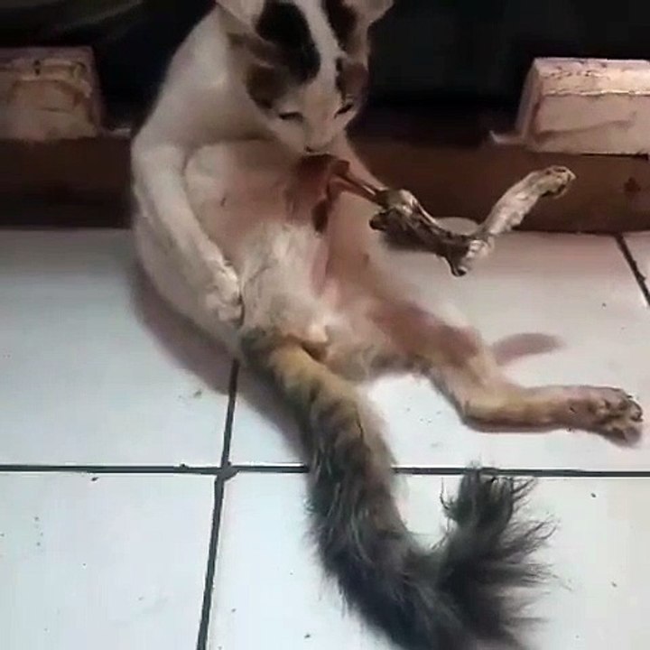 Pick up the cat whose legs were tied with rubber until it rotted to the bone