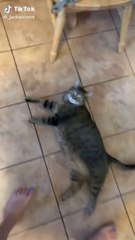 Animal Humor Videos that Make Me Laugh Out Loud